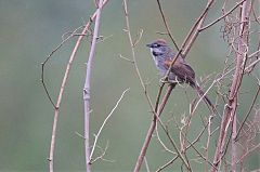 Pale-breasted Spinetail